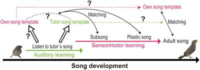 Tutor auditory memory for guiding sensorimotor learning in birdsong